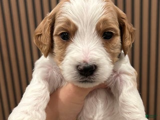 Goldendoodle dogs Oakley - Ad 19