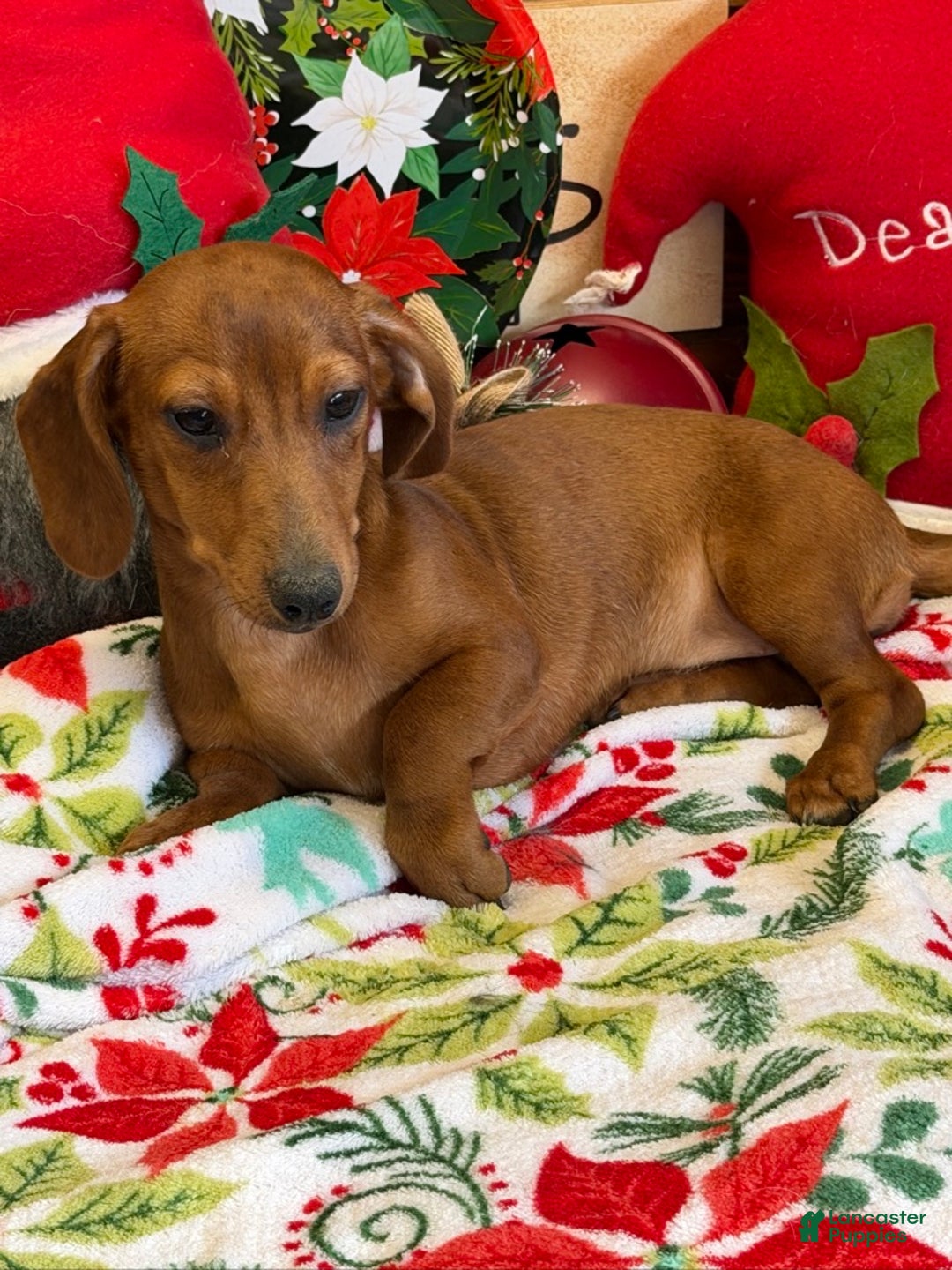 Dachshund dogs for sale: Ella - Ad 3