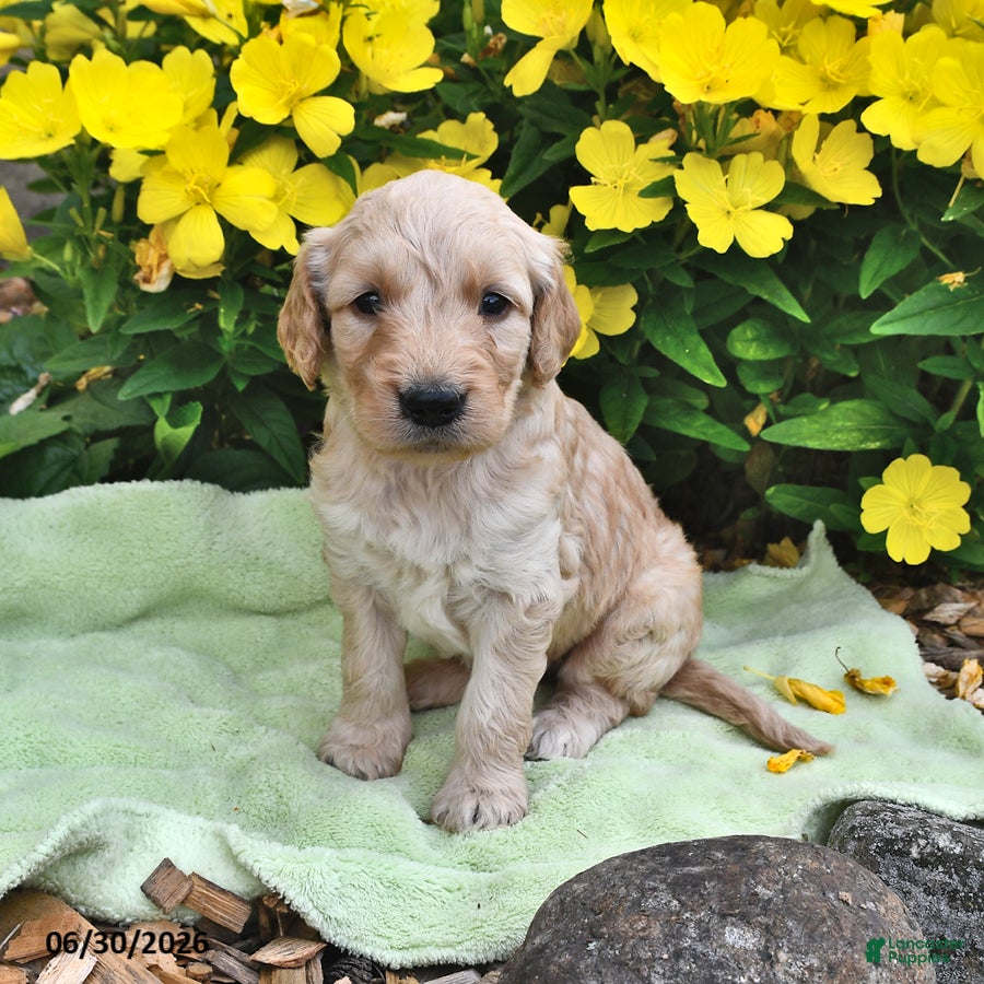 Goldendoodle dogs Candy - Ad 1