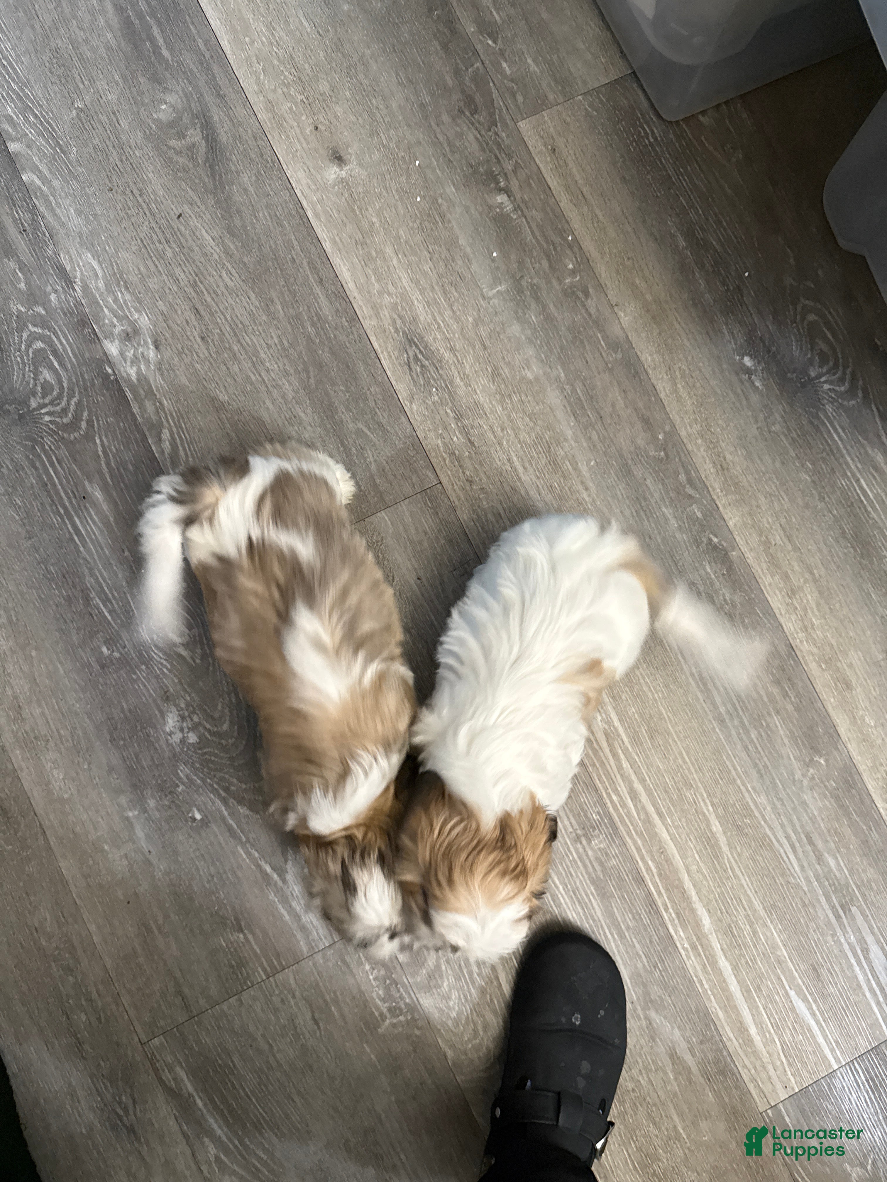 Mixed Breed dogs Mixed Breed Puppy 1 - Ad 2