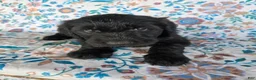 Goldendoodle dogs for sale: Purple Girl - Ad 2