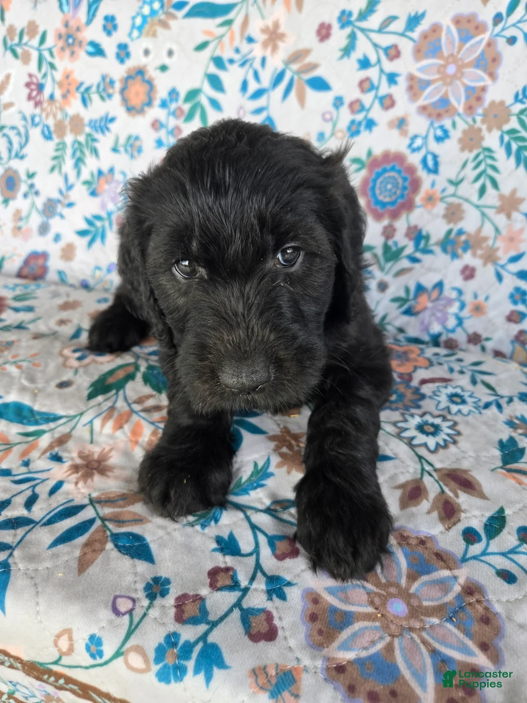 Goldendoodle dogs for sale: Purple Girl - Ad 2