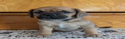 Puggle dogs for sale: Kenzie  - Ad 12