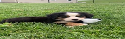 Bernese Mountain Dog dogs for sale: Comanche  - Ad 2