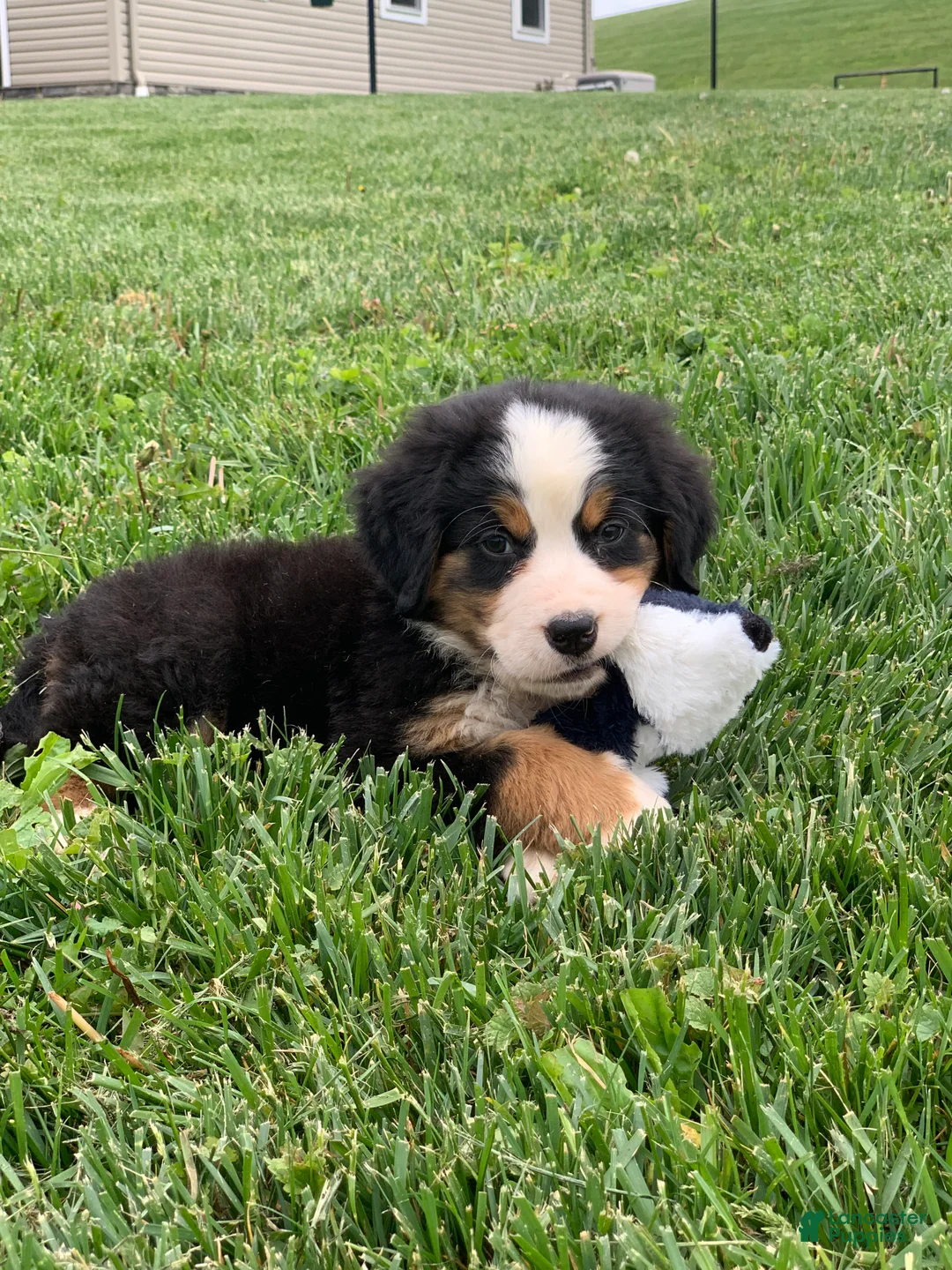 Bernese Mountain Dog dogs for sale: Comanche  - Ad 2