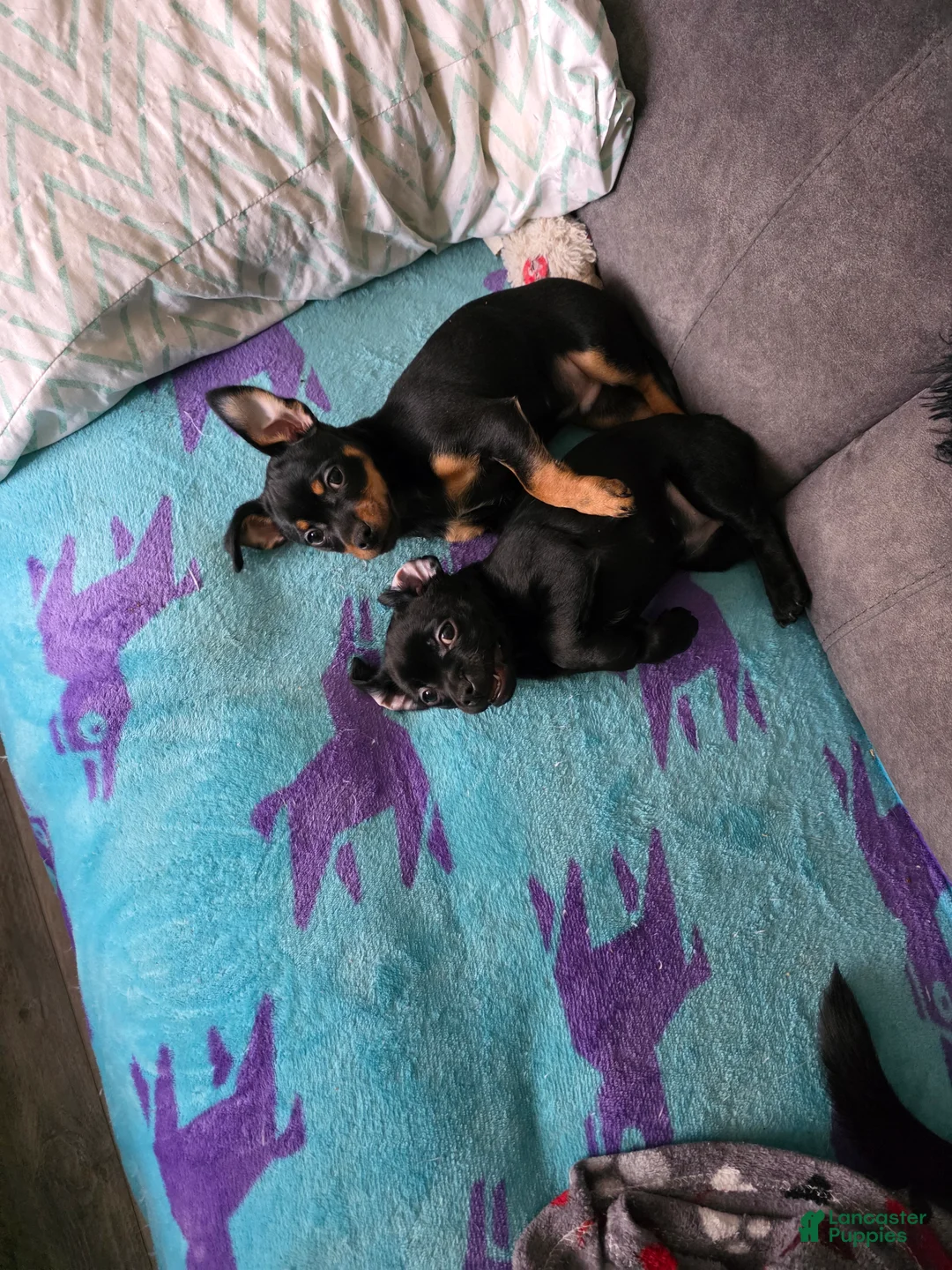 Chihuahua dogs for sale: Chihuahua Puppy 1 - Ad 4