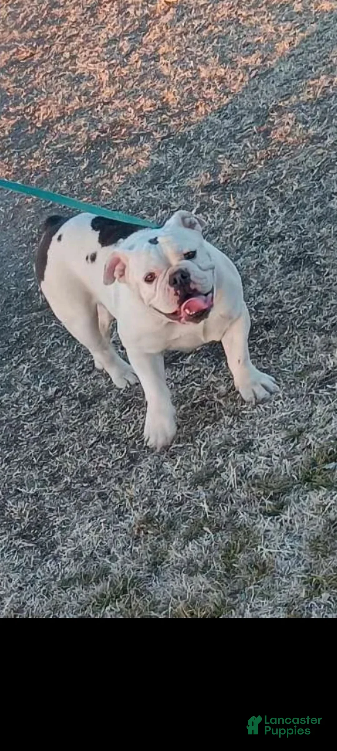 English Bulldog dogs for sale: Blue and Tan - Ad 2
