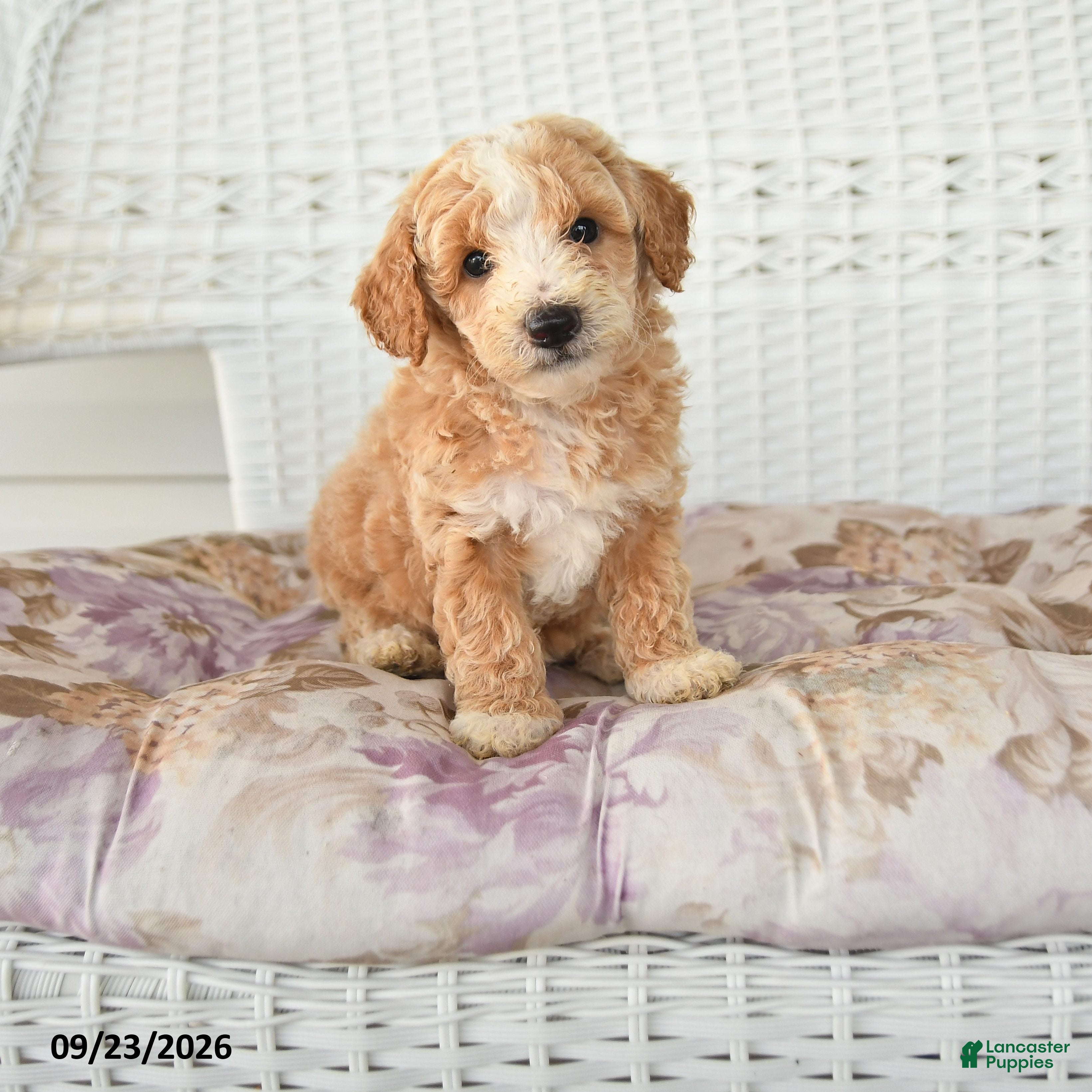Miniature Poodle dogs for sale: Donny - Ad 4