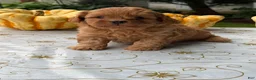 Cavapoo dogs for sale: Corey - Ad 1