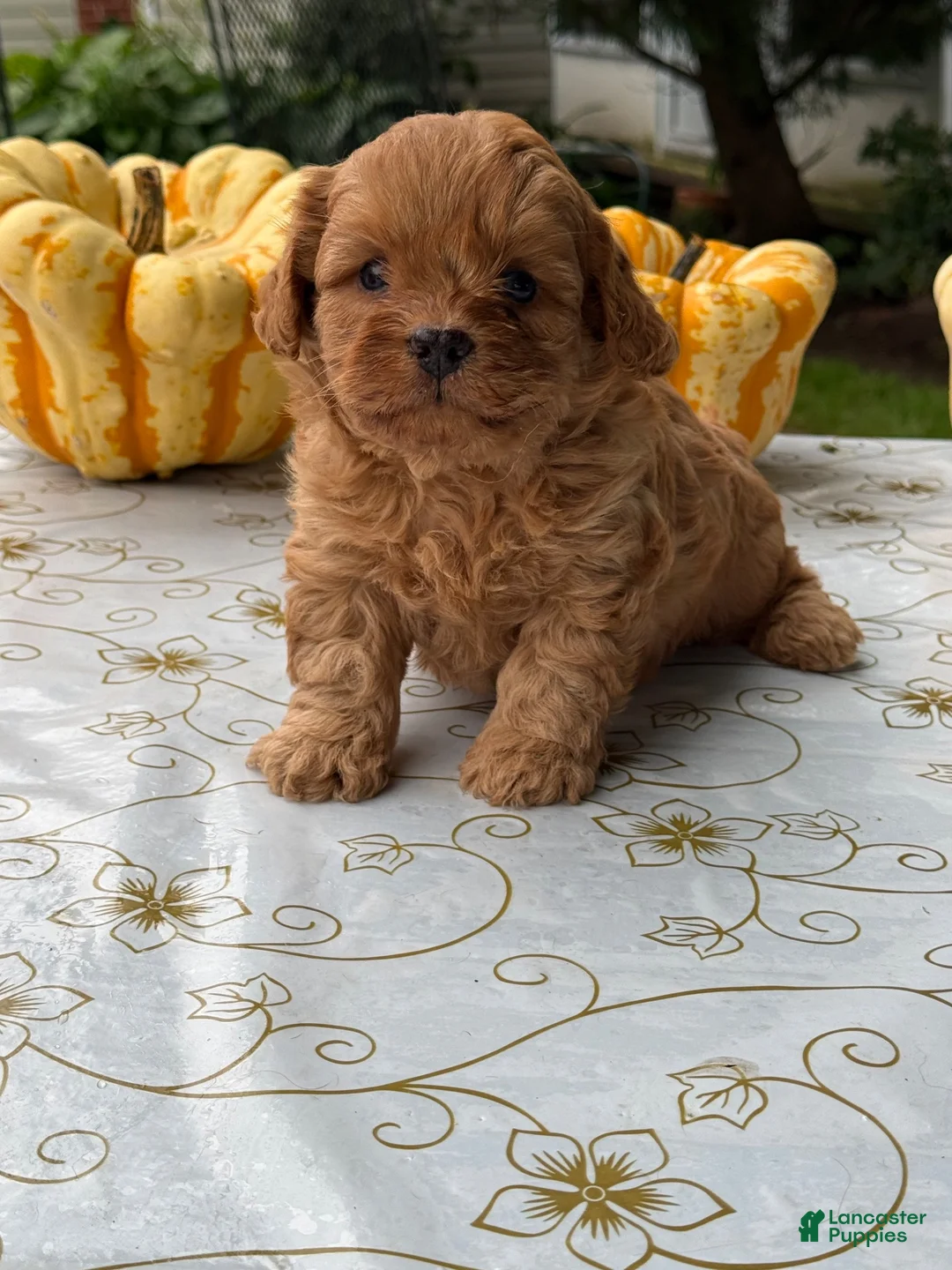 Cavapoo dogs for sale: Corey - Ad 1