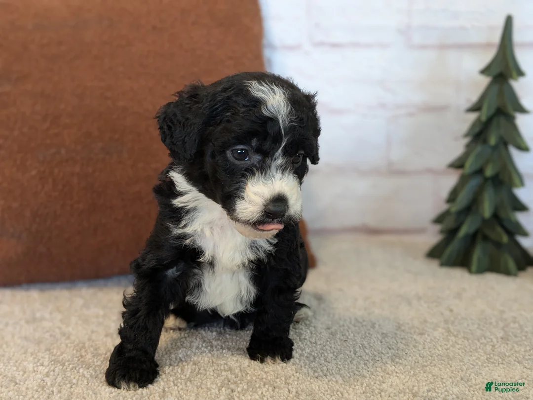 Mixed Breed dogs for sale: RoxAnn  - Ad 27