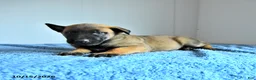 Belgian Malinois dogs for sale: Atlas - Ad 3