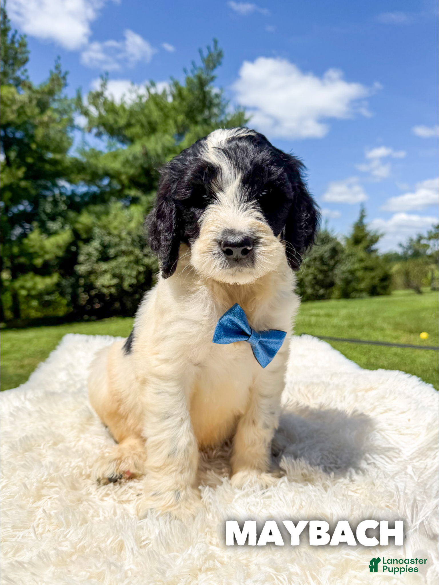 Goldendoodle dogs Maybach - Standard F1b - Ad 23