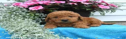 Mini Goldendoodle dogs for sale: Kevin - Ad 4