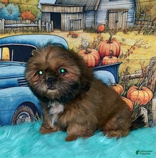 Shih Tzu dogs for sale: Kody - Ad 2