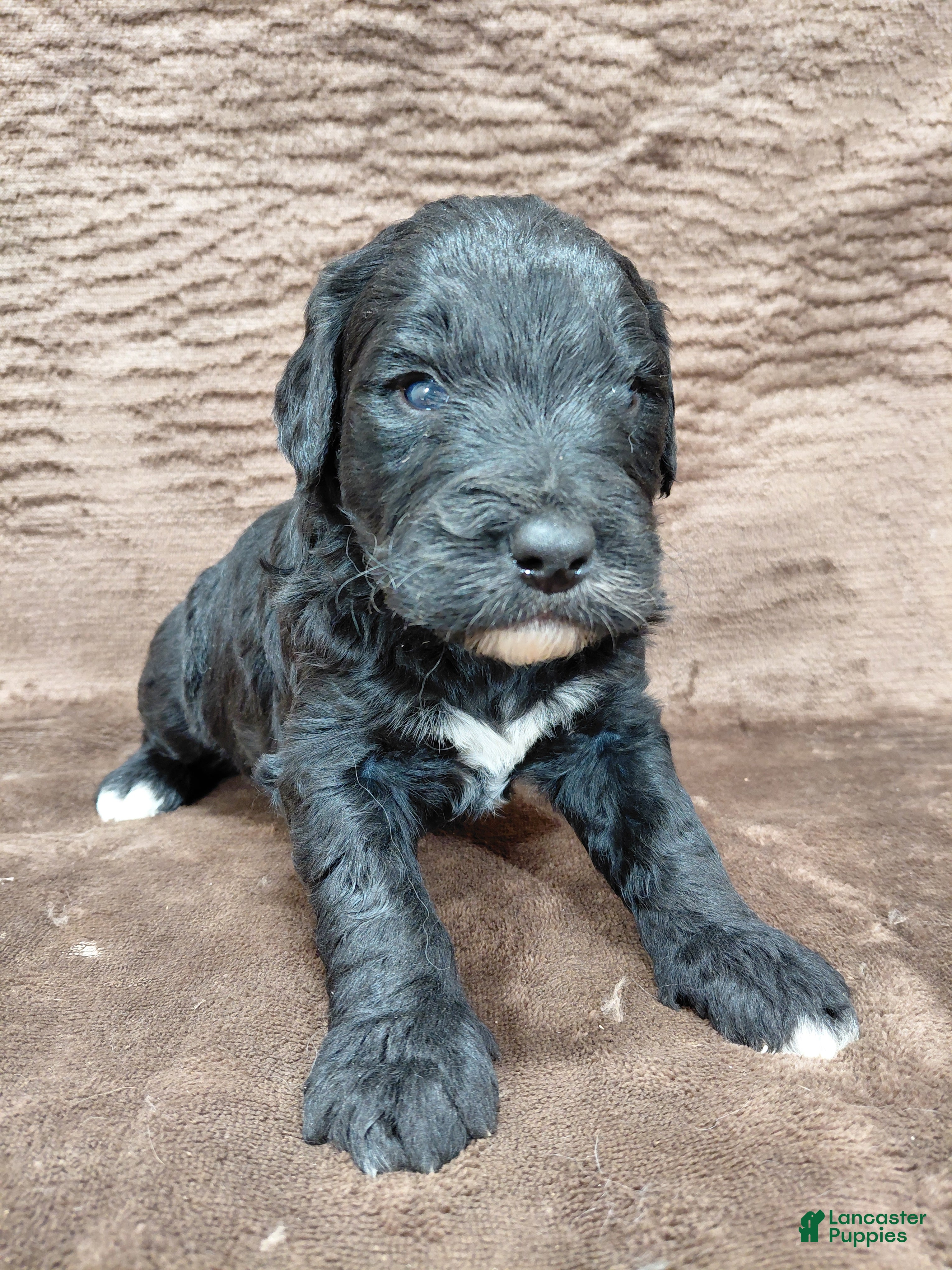 Bernedoodle dogs Baron - Ad 22