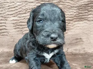 Bernedoodle dogs Baron - Ad 22