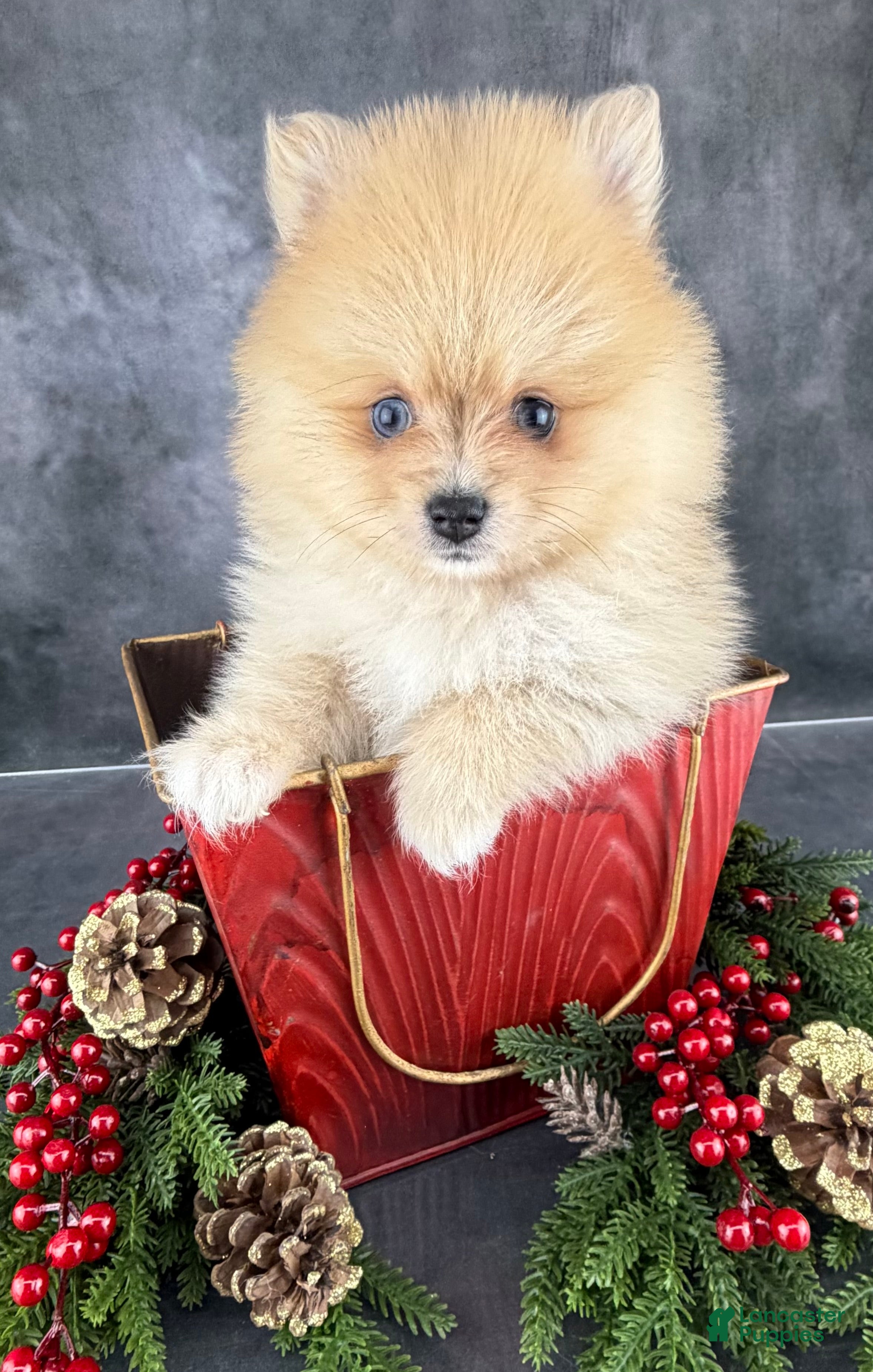 Pomeranian dogs Pomeranian Puppy 2 - Ad 2