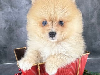 Pomeranian dogs Pomeranian Puppy 2 - Ad 5