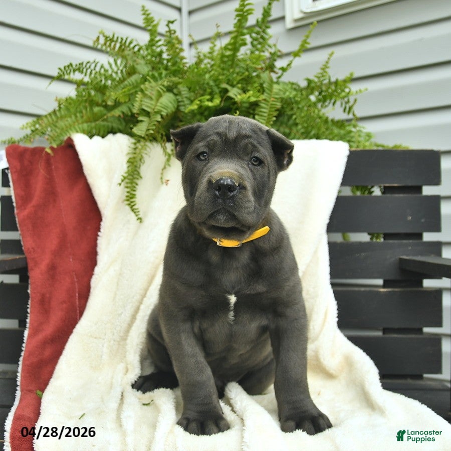 Cane Corso dogs Diesel  - Ad 1