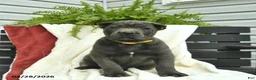 Cane Corso dogs for sale: Diesel  - Ad 1