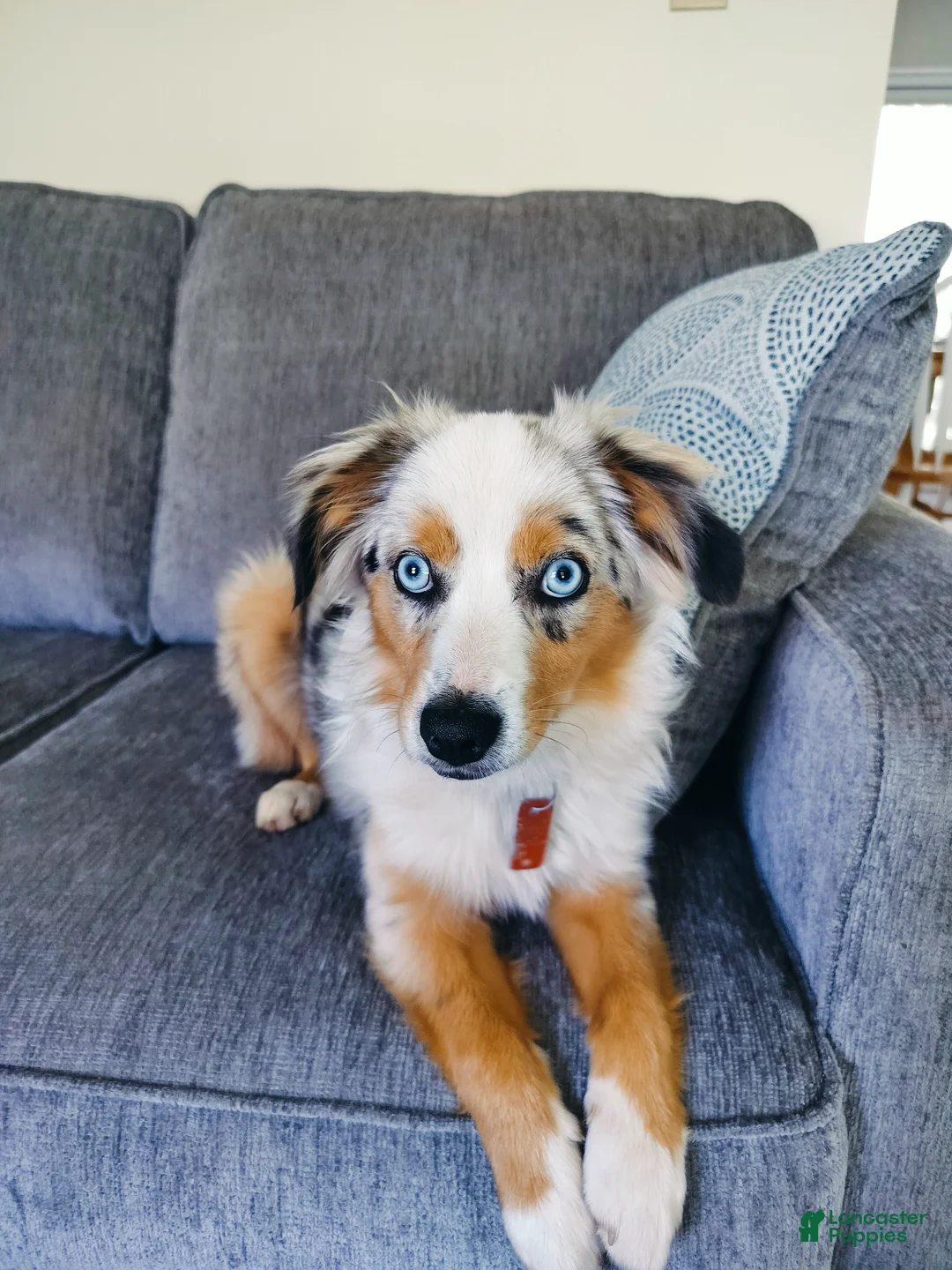 Miniature Australian Shepherd dogs for sale: Miniature Australian Shepherd Puppy 1 - Ad 2