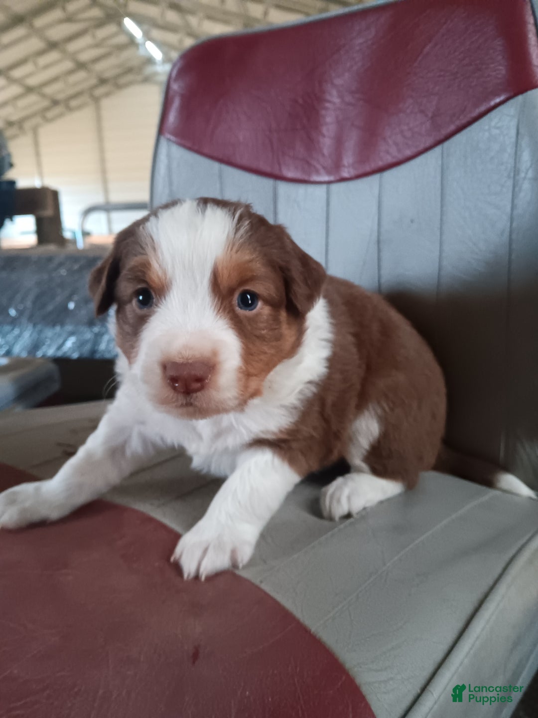 Australian Shepherd dogs for sale: Brownie - Ad 1