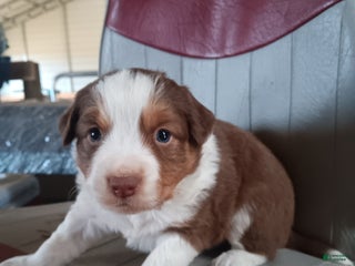 Australian Shepherd dogs for sale: Brownie - Ad 3