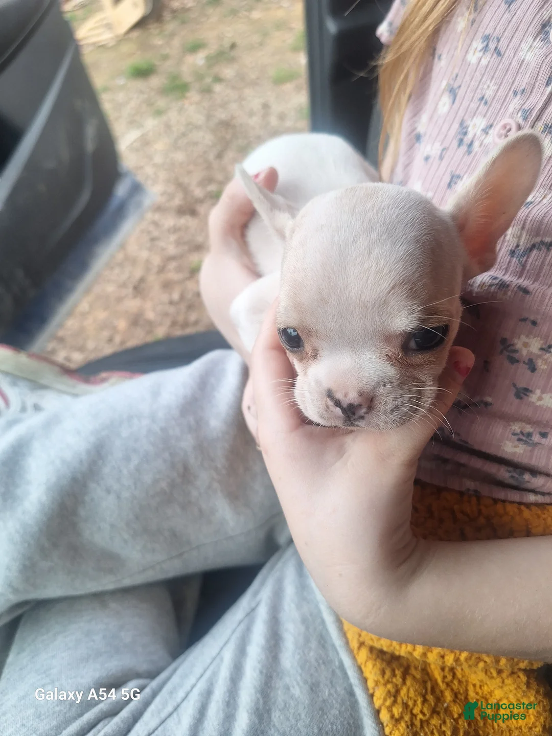 French Bulldog dogs for sale:  Puppy 6 - Ad 1