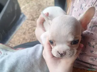 French Bulldog dogs Puppy 6 - Ad 32