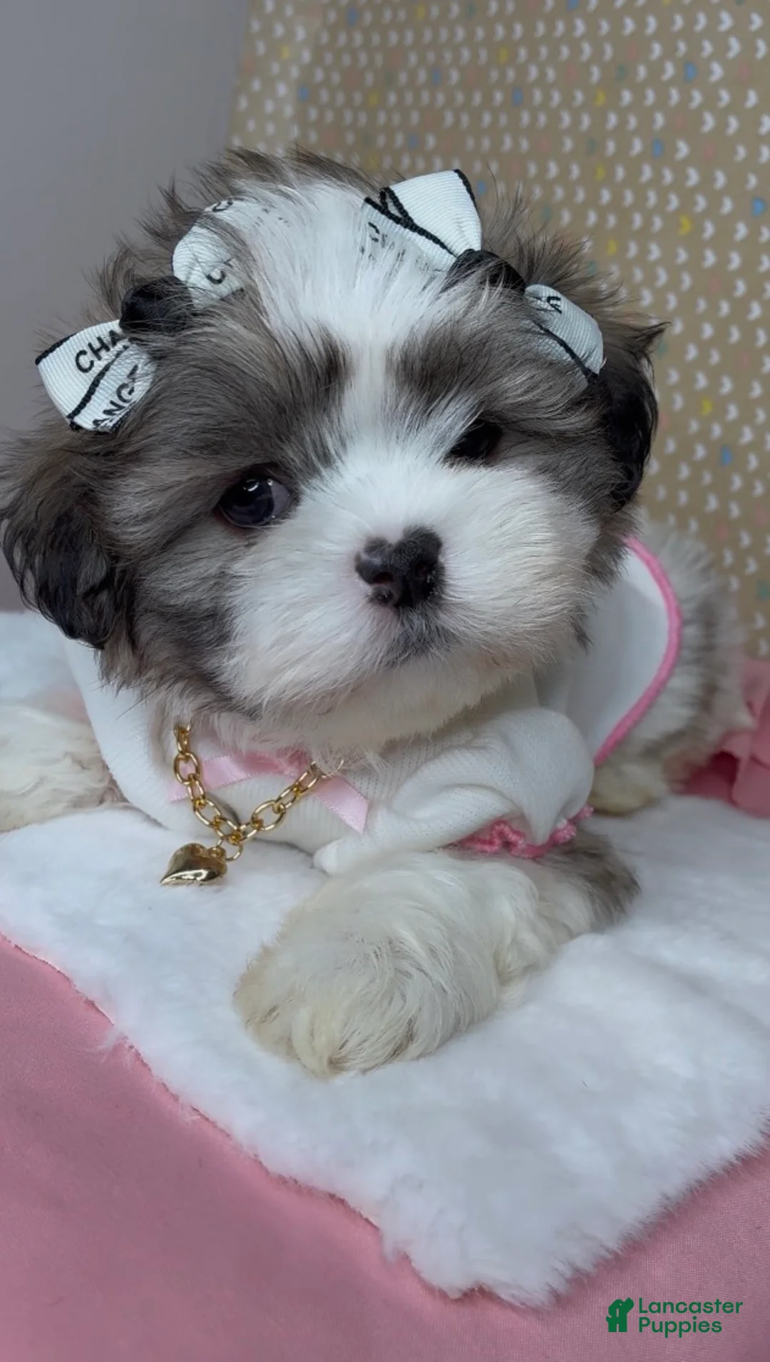 Malshi dogs for sale: Bella Monroe  - Ad 2
