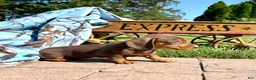 Dachshund dogs for sale: Oscar❤️AKC Registered🐾Text for a play date today - Ad 2
