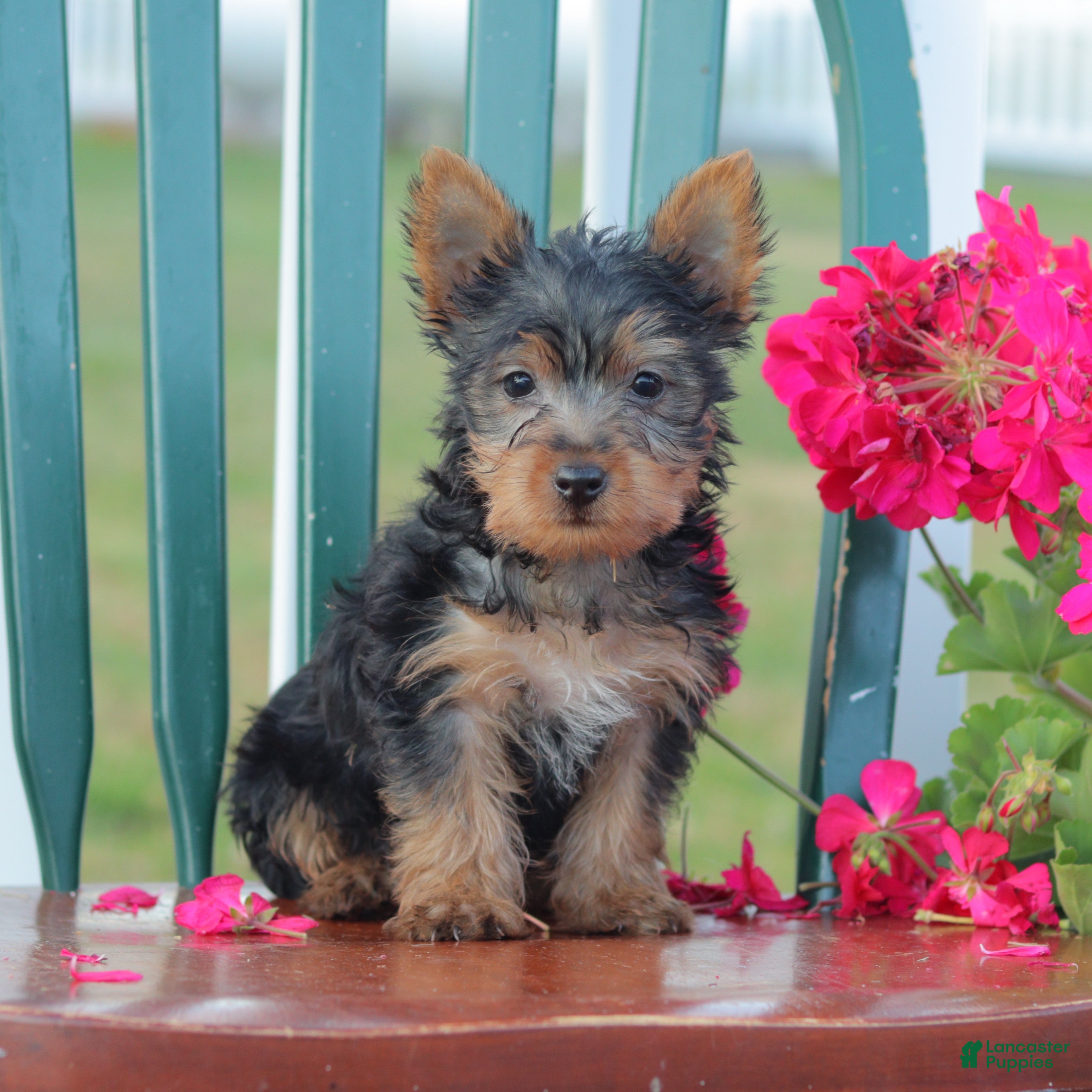 Silky Terrier puppies for sale Lancaster Puppies