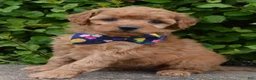Mini Goldendoodle dogs for sale: Mini Greta - Ad 4
