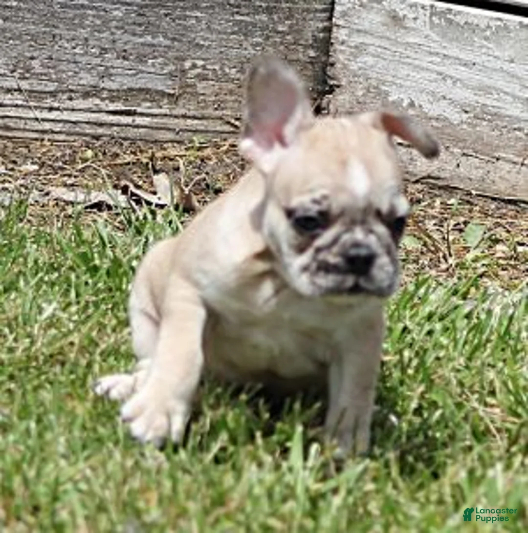 French Bulldog dogs for sale: STAR RED MERLE - Ad 1