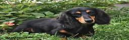 Miniature Dachshund dogs for sale: Fireworks - Ad 6