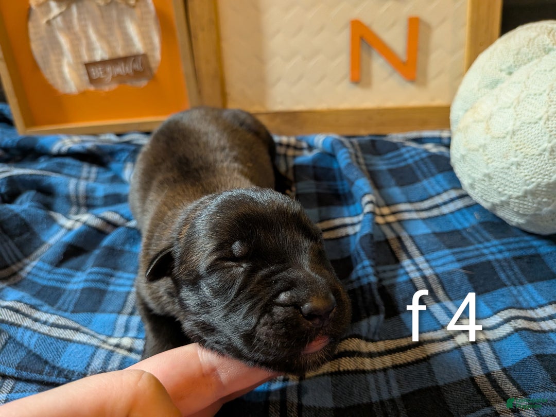 Belgian Malinois dogs for sale: Belgian Malinois Puppy 9 - Ad 4