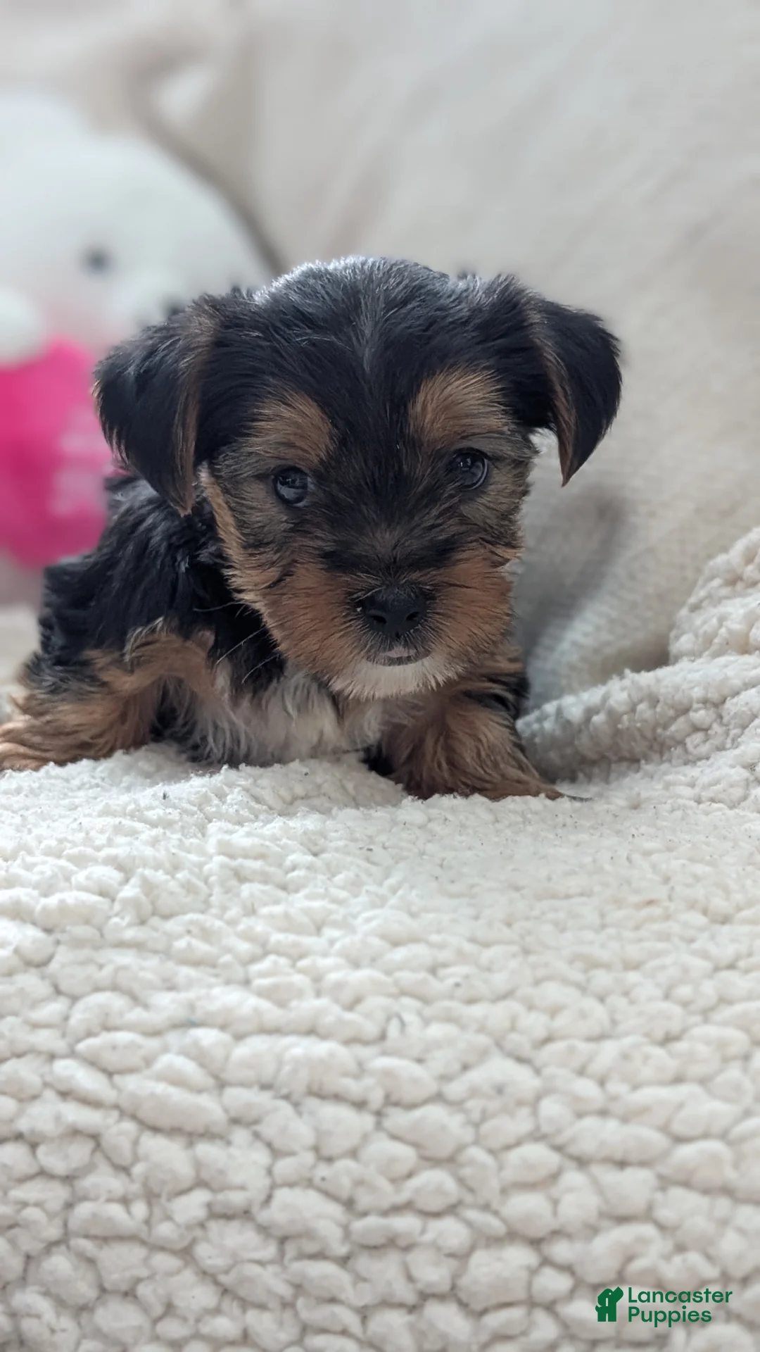 Yorkshire Terrier dogs for sale: Andor - Ad 8