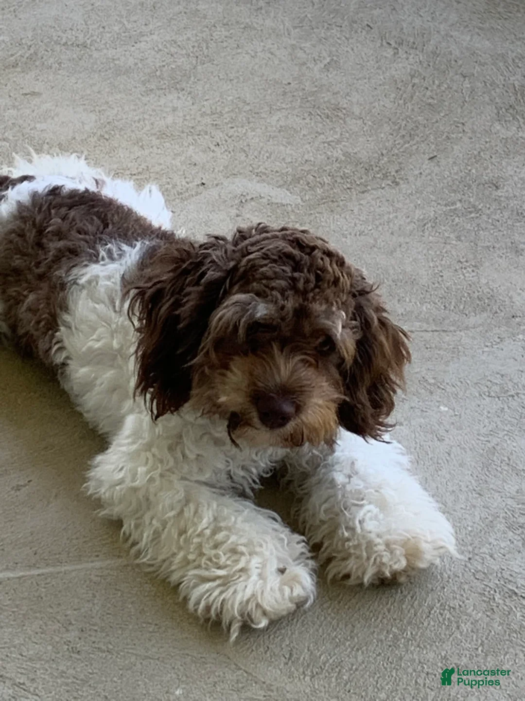 Gallery Image {{count}}