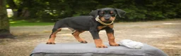 Doberman Pinscher dogs for sale: Leopold - Ad 6