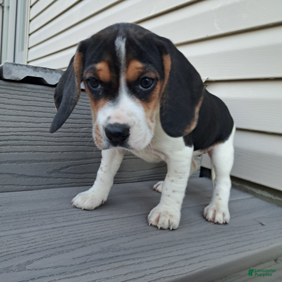 Beagle dogs for sale: GRACIE - Ad 2