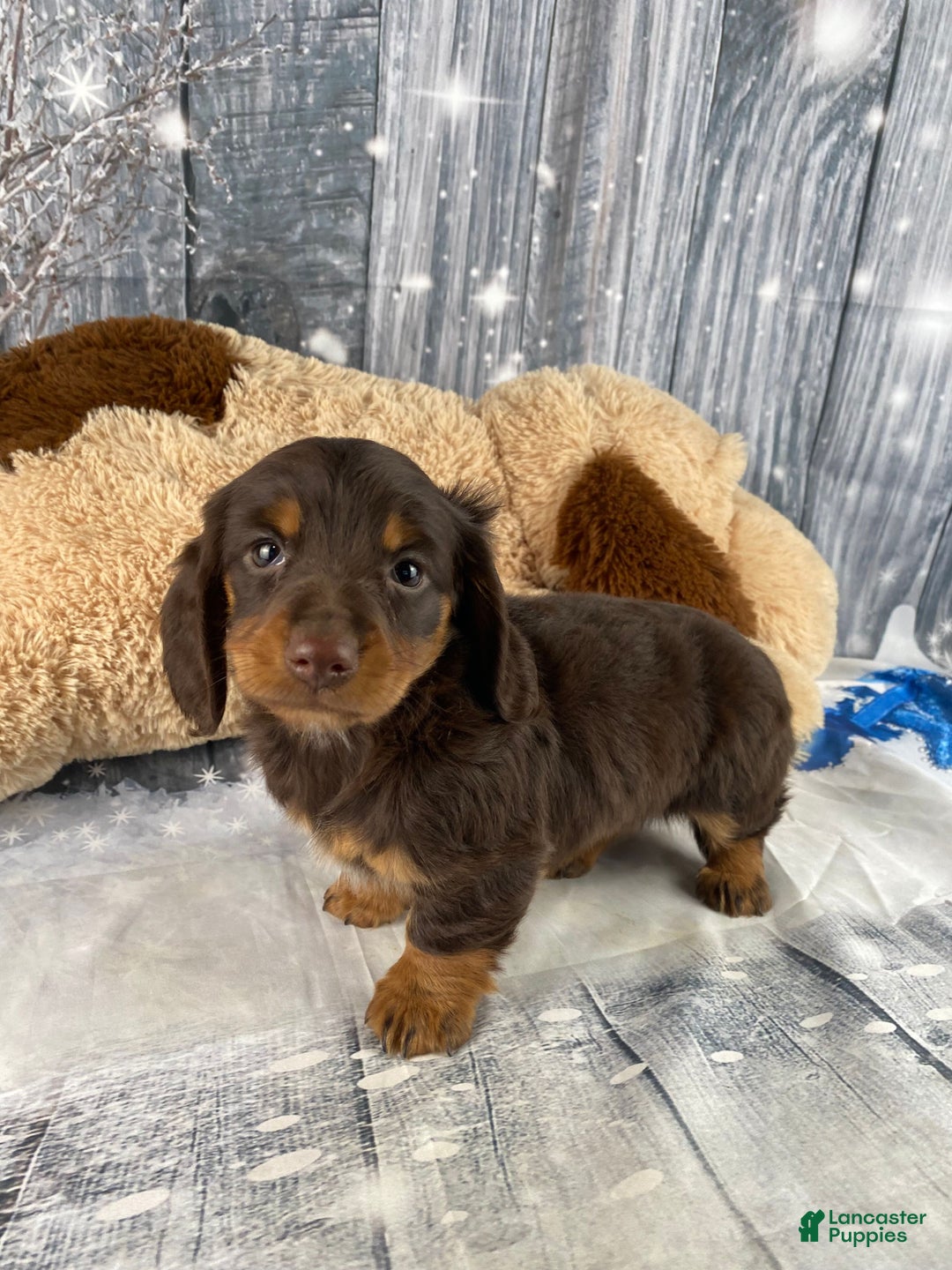 Miniature Dachshund dogs for sale: Lilly - Ad 3