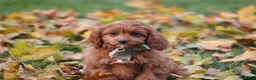 Cavapoo dogs for sale: Balie - Ad 4
