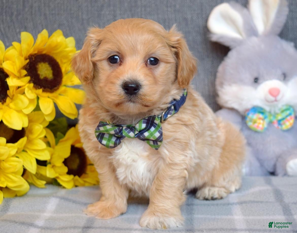 Shihpoo dogs Ollie  - Ad 2