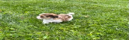 Havapoo dogs for sale: Racer - Ad 3