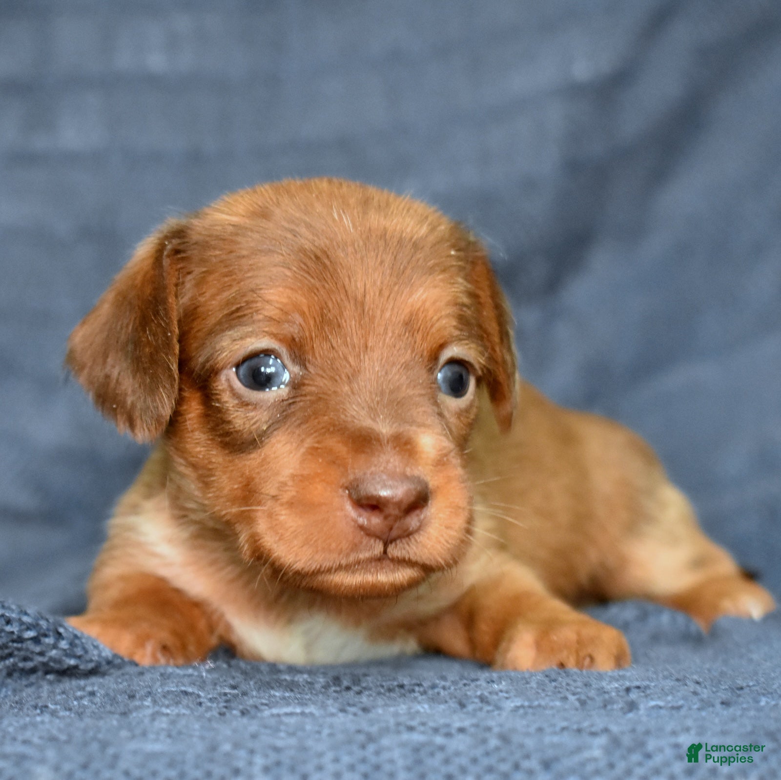 Miniature Dachshund dogs Latte - Ad 2