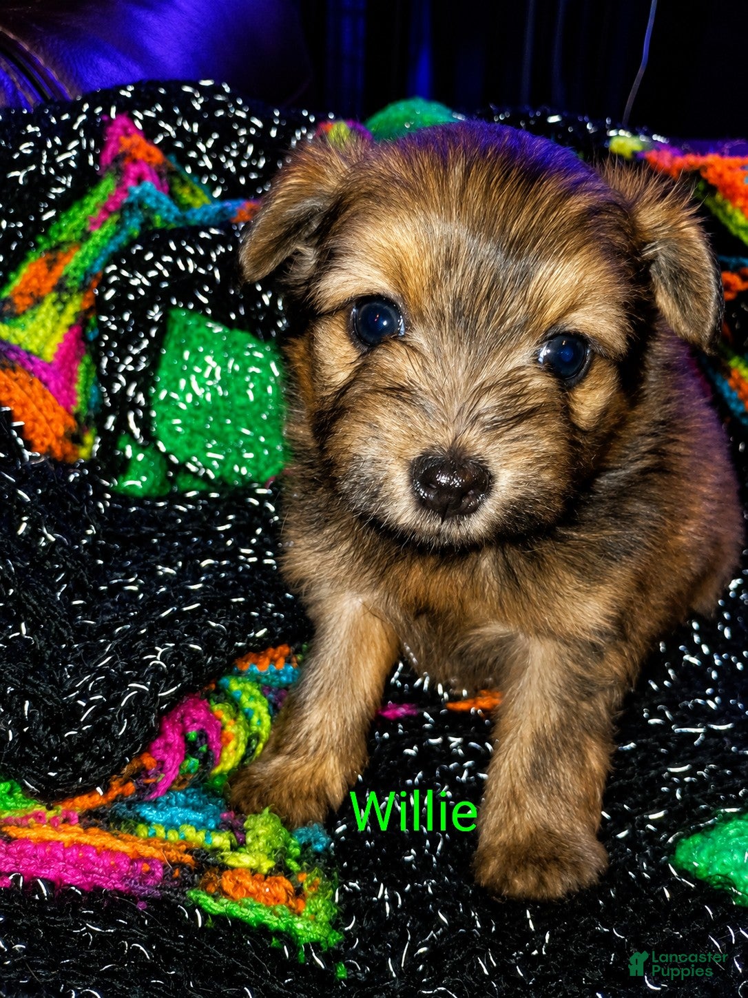 Mixed Breed dogs Willie - Ad 5