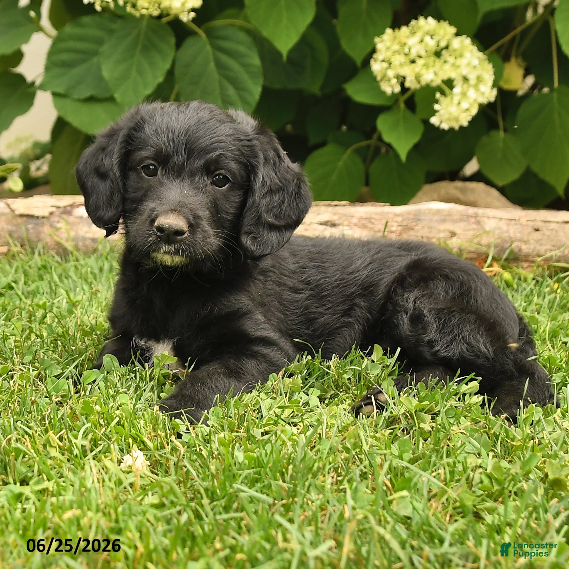 Labradoodle dogs Dallas - Ad 2