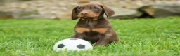 Doberman Pinscher dogs for sale:  Deacon (Red Rust) 🐶🖤🐾 - Ad 8