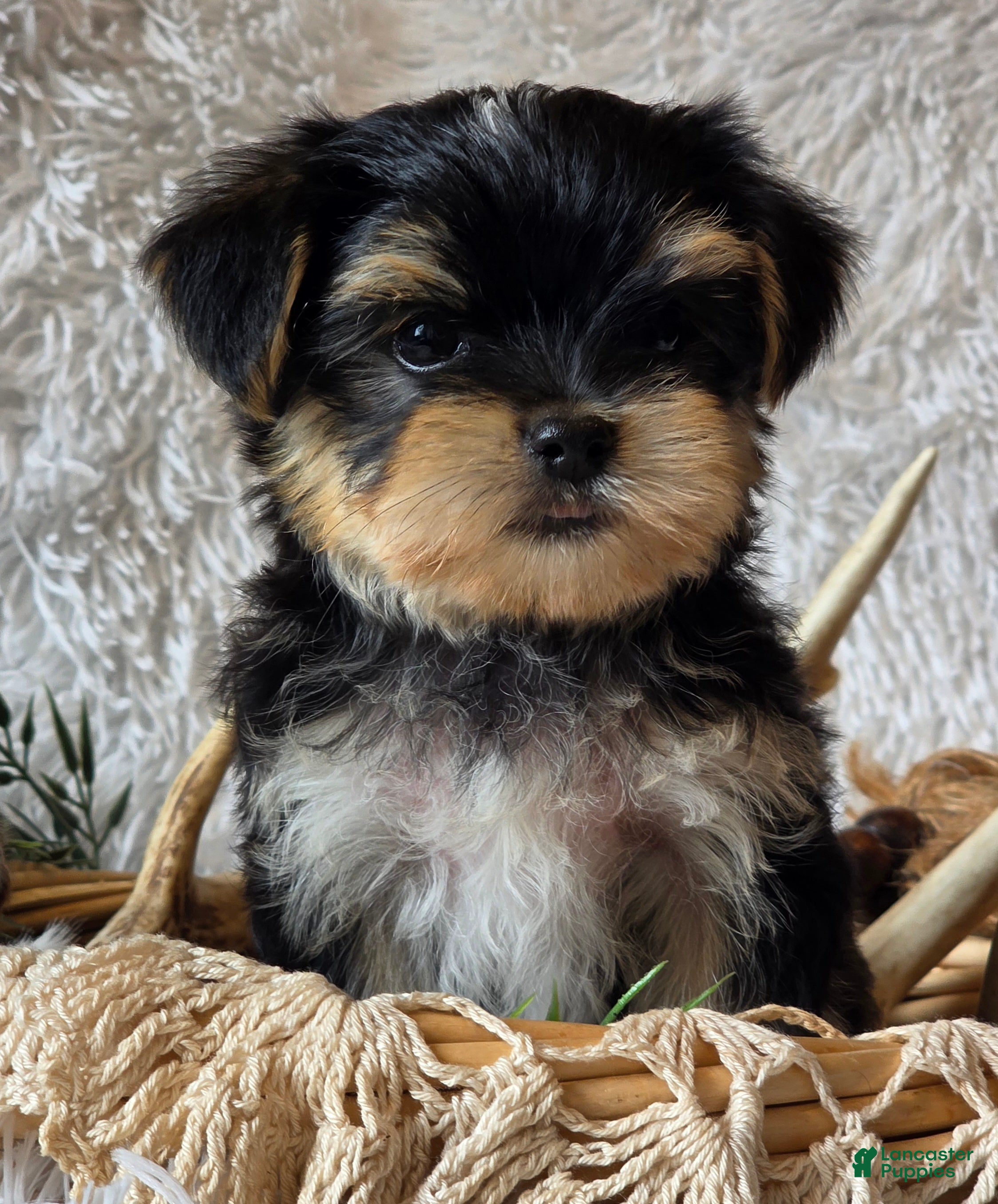 Morkie dogs Rosco - Ad 1